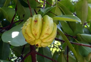 Prednosti in koristi Garcinie Cambogie